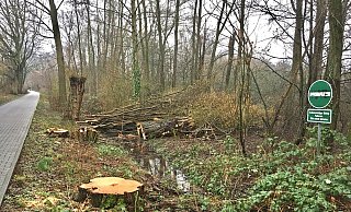 Die gefällten Bäume in einem Schutzgebiet am Padersteinweg. - Fritz Buhr Die gefällten Bäume in einem Schutzgebiet am Padersteinweg. - Fritz Buhr