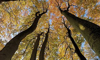 Bei milden Temperaturen empfiehlt sich ein Spaziergang im Teuto. - Anke Groenewold Bei milden Temperaturen empfiehlt sich ein Spaziergang im Teuto. - Anke Groenewold