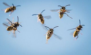 Gegen Wespen helfen vor allem Hornissen - die natürlichen Feinde der stechenden Insekten. - Frank Rumpenhorst/dpa Gegen Wespen helfen vor allem Hornissen - die natürlichen Feinde der stechenden Insekten. - Frank Rumpenhorst/dpa