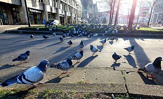 Am Niederwall gegenüber der Sparkasse wird täglich gefüttert - diese City-Tauben sollen immer weiter Richtung Süden und damit aus aus der Innenstadt gelockt werden. - Kurt Ehmke Am Niederwall gegenüber der Sparkasse wird täglich gefüttert - diese City-Tauben sollen immer weiter Richtung Süden und damit aus aus der Innenstadt gelockt werden. - Kurt Ehmke