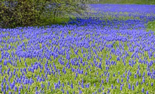 Blau so weit das Auge reicht: Armenische Traubenhyazinthen sollen die Besucher zur Landesgartenschau begleiten. - Botanikfoto steffen Hauser Blau so weit das Auge reicht: Armenische Traubenhyazinthen sollen die Besucher zur Landesgartenschau begleiten. - Botanikfoto steffen Hauser
