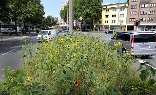 Verkehrsinseln, hier eine mit Blühpflanzen begrünte an der Berliner Straße, könnten auch als Senken angelegt werden. - Frank-Michael Kiel-Steinkamp Verkehrsinseln, hier eine mit Blühpflanzen begrünte an der Berliner Straße, könnten auch als Senken angelegt werden. - Frank-Michael Kiel-Steinkamp