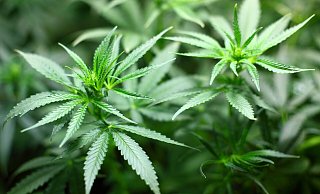 Drei Pflänzchen darf jeder Cannabis-Jünger zukünftig legal hegen und pflegen. - Stefan Becker Drei Pflänzchen darf jeder Cannabis-Jünger zukünftig legal hegen und pflegen. - Stefan Becker