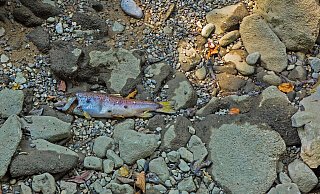 An der Oder ist das Fischsterben gerade ein großes Problem - Gefahr besteht aber auch für die Weser - Pixabay An der Oder ist das Fischsterben gerade ein großes Problem - Gefahr besteht aber auch für die Weser - Pixabay