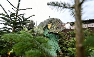 23 bis 25 Millionen Weihnachtsbäume werden jährlich in Deutschland verkauft - besonders häufig sind es Nordmanntannen. - Picture Alliance 23 bis 25 Millionen Weihnachtsbäume werden jährlich in Deutschland verkauft - besonders häufig sind es Nordmanntannen. - Picture Alliance