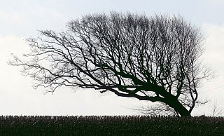Der Wind hat den Bäumen zu schaffen gemacht im Kreis. - (Symbolbild): Pixabay Der Wind hat den Bäumen zu schaffen gemacht im Kreis. - (Symbolbild): Pixabay