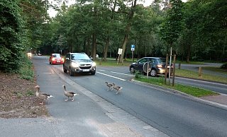 Leben gefährlich: Wildgänse wechseln an den Fischteichen über die Straße. - Archivfoto: Martin Sundarp Leben gefährlich: Wildgänse wechseln an den Fischteichen über die Straße. - Archivfoto: Martin Sundarp