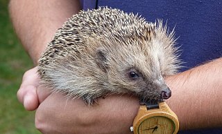 Die kleinen stacheligen Tiere sind selten geworden. - Pixabay Die kleinen stacheligen Tiere sind selten geworden. - Pixabay
