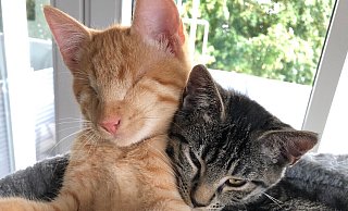 "Robby" (l.) hat zusammen mit "Fiona" längst ein schönes neues Zuhause gefunden, wo es ihm trotz seiner Blindheit gut geht. - Tierheim Lübbecke "Robby" (l.) hat zusammen mit "Fiona" längst ein schönes neues Zuhause gefunden, wo es ihm trotz seiner Blindheit gut geht. - Tierheim Lübbecke