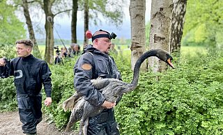 Die Tierretter Dustin Tanarilla (l.) und Stefan Bröckling nach dem Einsatz. Der landesweit aktive Bröckling trägt den Schwan zur Transportbox. - Stefan Becker Die Tierretter Dustin Tanarilla (l.) und Stefan Bröckling nach dem Einsatz. Der landesweit aktive Bröckling trägt den Schwan zur Transportbox. - Stefan Becker