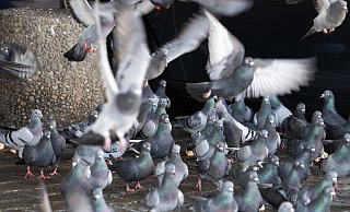 Ein gefiedertes Problem: Immer mehr Städte müssen sich Lösungen einfallen lassen, um gegen die erhöhten Taubenpopulationen anzukommen. - Symbolbild dpa Ein gefiedertes Problem: Immer mehr Städte müssen sich Lösungen einfallen lassen, um gegen die erhöhten Taubenpopulationen anzukommen. - Symbolbild dpa