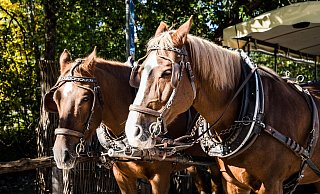 Das ruhige Gemüt der angespannten Pferde ist für eine sichere Kutschfahrt entscheidend. Das Foto ist ein Symbolbild. - Pixabay Das ruhige Gemüt der angespannten Pferde ist für eine sichere Kutschfahrt entscheidend. Das Foto ist ein Symbolbild. - Pixabay