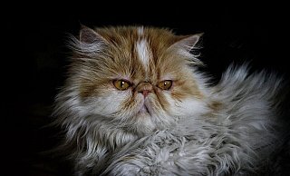 Speziell bei der Zucht von Perserkatzen komme es zu extrem verkürzten Nasen, die bei den den Tieren Atemnot auslösen, so die Kritik. - Symbolfoto: pixabay Speziell bei der Zucht von Perserkatzen komme es zu extrem verkürzten Nasen, die bei den den Tieren Atemnot auslösen, so die Kritik. - Symbolfoto: pixabay