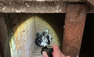 Unter diesen Bedingungen wurden die Jungtiere gefunden. - Landkreis Holzminden Unter diesen Bedingungen wurden die Jungtiere gefunden. - Landkreis Holzminden