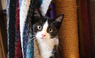 Der kleine Toni wohnt zurzeit noch in der Kittenstube sucht aber dringend ein neues Zuhause. - Celina Allard Der kleine Toni wohnt zurzeit noch in der Kittenstube sucht aber dringend ein neues Zuhause. - Celina Allard