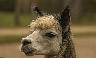 Neu in dieser Saison sind die Alpakas in den Vogelpark Heiligenkirchen. - Vogelpark Heiligenkirchen Neu in dieser Saison sind die Alpakas in den Vogelpark Heiligenkirchen. - Vogelpark Heiligenkirchen