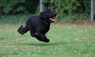 Auf ausgewiesenen Hundewiesen in Paderborn dürfen die Vierbeiner frei und ohne Leine laufen. - Mareike Gröneweg Auf ausgewiesenen Hundewiesen in Paderborn dürfen die Vierbeiner frei und ohne Leine laufen. - Mareike Gröneweg