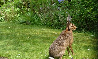 Den Feldhasen hat Wolfgang Mauer in seinem Garten im Bereich Langenbergstraße entdeckt. - Wolfgang Mauer Den Feldhasen hat Wolfgang Mauer in seinem Garten im Bereich Langenbergstraße entdeckt. - Wolfgang Mauer