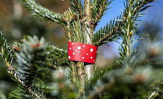 Manche Kunden haben sich ihren gewünschten Weihnachtsbaum für das Fest bereits gesichert. Mit dem größeren Ansturm rechnen die Anbieter in den kommenden Tage. - dpa Manche Kunden haben sich ihren gewünschten Weihnachtsbaum für das Fest bereits gesichert. Mit dem größeren Ansturm rechnen die Anbieter in den kommenden Tage. - dpa