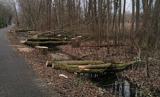 Die gefällten Bäume am Padersteinweg. - Fritz Buhr Die gefällten Bäume am Padersteinweg. - Fritz Buhr