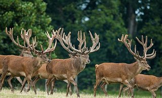 Die heimischen Wildtiere sollen den Besucherinnen und Besuchern vorgestellt werden. - NLF Die heimischen Wildtiere sollen den Besucherinnen und Besuchern vorgestellt werden. - NLF