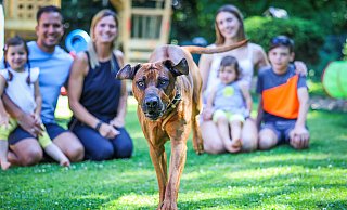 Simba macht schon Eindruck, wenn er freudig auf einen zugelaufen kommt. Ein echter Kerl, auch wenn er für einen Rhodesian Ridgeback noch eher klein ist. - Sarah Jonek Simba macht schon Eindruck, wenn er freudig auf einen zugelaufen kommt. Ein echter Kerl, auch wenn er für einen Rhodesian Ridgeback noch eher klein ist. - Sarah Jonek