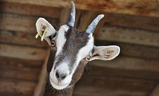 Acht Ziegen sind jetzt für die Pflege des Bünder Dobergs verantwortlich. - Symbolbild: Pixabay Acht Ziegen sind jetzt für die Pflege des Bünder Dobergs verantwortlich. - Symbolbild: Pixabay