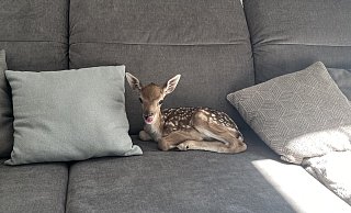 Damwild-Baby Linus auf dem Sofa seiner Ziehfamilie. - privat Damwild-Baby Linus auf dem Sofa seiner Ziehfamilie. - privat