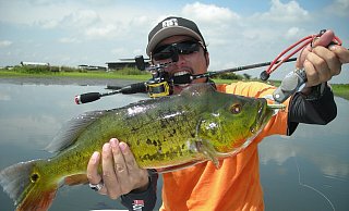 Ein Angler holt einen prächtigen Pfauenbarsch aus einem Angelsee. - Symbolfoto: Pixabay Ein Angler holt einen prächtigen Pfauenbarsch aus einem Angelsee. - Symbolfoto: Pixabay