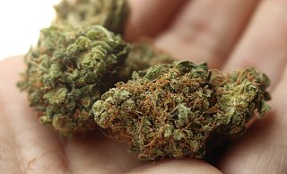 226 Gramm Marihuana fanden Polizeibeamte bei dem 24-Jährigen. - Themenfoto: Pixabay 226 Gramm Marihuana fanden Polizeibeamte bei dem 24-Jährigen. - Themenfoto: Pixabay