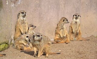 Besucher können Ziegen, Erdmännchen, Esel und vielen weiteren Tieren einen Besuch abstatten. - Susanne Barth Besucher können Ziegen, Erdmännchen, Esel und vielen weiteren Tieren einen Besuch abstatten. - Susanne Barth