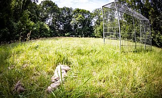 Die Überreste eines größeren Wildtieres liegen hinter dem Fußballtor. Auf der Fläche des Bolzplatzes ist Fußballspielen aktuell unmöglich. - Mike-Dennis Mller / www.mdm.photo Die Überreste eines größeren Wildtieres liegen hinter dem Fußballtor. Auf der Fläche des Bolzplatzes ist Fußballspielen aktuell unmöglich. - Mike-Dennis Mller / www.mdm.photo