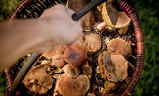 Wer sich nicht 100-prozentig sicher ist, ob die Pilze essbar sind, sollte sie nicht sammeln und verzehren. Einige Exemplare haben giftige Doppelgänger. - Michal Jarmoluk / Pixabay Wer sich nicht 100-prozentig sicher ist, ob die Pilze essbar sind, sollte sie nicht sammeln und verzehren. Einige Exemplare haben giftige Doppelgänger. - Michal Jarmoluk / Pixabay