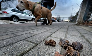 Hundekot gehört nicht auf Gehwege, Fahrradspuren oder Parklandschaften, sondern in einen Hundekotbeutel. - Andreas Frücht Hundekot gehört nicht auf Gehwege, Fahrradspuren oder Parklandschaften, sondern in einen Hundekotbeutel. - Andreas Frücht