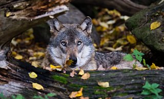 Die Wölfe sind wieder heimisch geworden, immer mehr Tiere streifen durch die Wälder. Foto: Julian Stratenschulte/dpa - Julian Stratenschulte Die Wölfe sind wieder heimisch geworden, immer mehr Tiere streifen durch die Wälder. Foto: Julian Stratenschulte/dpa - Julian Stratenschulte