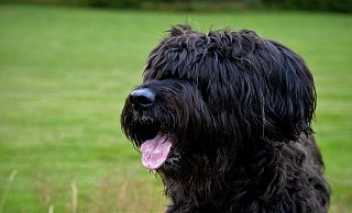 Die Hunde der Rasse Briard sprangen die Frau auf einem Feldweg an. - Themenbild: Pixabay Die Hunde der Rasse Briard sprangen die Frau auf einem Feldweg an. - Themenbild: Pixabay