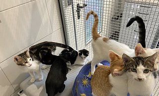 Viele junge Katzen warten in der überfüllten Katzenstation auf ein neues Zuhause. - Dana Johanna Stoll Viele junge Katzen warten in der überfüllten Katzenstation auf ein neues Zuhause. - Dana Johanna Stoll