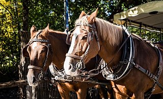 Die Pferde fanden allein zurück zum Stall. - Symbolbild: Pixabay Die Pferde fanden allein zurück zum Stall. - Symbolbild: Pixabay