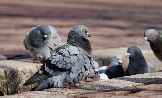 Ein Jogger hat die verendeten Vögel während seiner Neujahrsrunde durch den Gütersloher Stadtpark gefunden. - Symbolfoto/ Pixabay Ein Jogger hat die verendeten Vögel während seiner Neujahrsrunde durch den Gütersloher Stadtpark gefunden. - Symbolfoto/ Pixabay