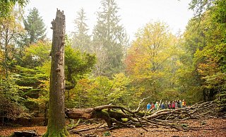 Der Nationalpark in der Eifel feiert im kommenden Jahr sein 20-jähriges Bestehen. - D. Ketz / Nationalpark Der Nationalpark in der Eifel feiert im kommenden Jahr sein 20-jähriges Bestehen. - D. Ketz / Nationalpark