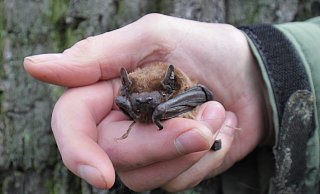 In Erhard Noltes Hand sieht auch der "Große Abendsegler" eher zierlich aus. Der Fledermaus-Experte hat im Winter 2023 in Bünde 20 Fledermäuse gerettet. - Meiko Haselhorst In Erhard Noltes Hand sieht auch der "Große Abendsegler" eher zierlich aus. Der Fledermaus-Experte hat im Winter 2023 in Bünde 20 Fledermäuse gerettet. - Meiko Haselhorst