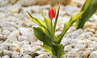 Auch im dichtesten Schottergarten schafft manche Pflanze, wie hier die Tulpe, den Weg ans Licht. Aber nur vereinzelt. - Symbolbild Pixabay Auch im dichtesten Schottergarten schafft manche Pflanze, wie hier die Tulpe, den Weg ans Licht. Aber nur vereinzelt. - Symbolbild Pixabay