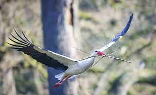 Auch dieser Storch wird im neuen Olderdissen-Kalender zu sehen sein. Für die zwölf Fotos ist Fotografin Sarah Jonek etliche Male im Tierpark gewesen. - Sarah Jonek Auch dieser Storch wird im neuen Olderdissen-Kalender zu sehen sein. Für die zwölf Fotos ist Fotografin Sarah Jonek etliche Male im Tierpark gewesen. - Sarah Jonek