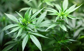 Mehr Kontrolle oder mehr Suchtgefahren? Im Bezug auf die Legalisierung von Cannabis gibt es verschiedenste Sorgen und Erwartungen. - Pixabay Mehr Kontrolle oder mehr Suchtgefahren? Im Bezug auf die Legalisierung von Cannabis gibt es verschiedenste Sorgen und Erwartungen. - Pixabay