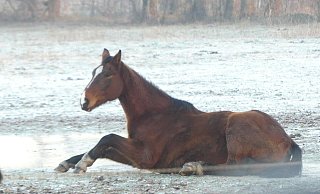 Das Pferd ist sichtlich abgemagert und schafft es nicht, sich selbstständig vom gefrorenen Boden zu erheben. - Astrid Reinke Das Pferd ist sichtlich abgemagert und schafft es nicht, sich selbstständig vom gefrorenen Boden zu erheben. - Astrid Reinke