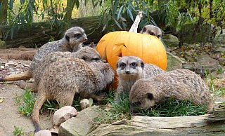 Auch die Erdmännchen freuen sich bereits auf das Halloween-Fest. - Tierpark Sababurg Auch die Erdmännchen freuen sich bereits auf das Halloween-Fest. - Tierpark Sababurg