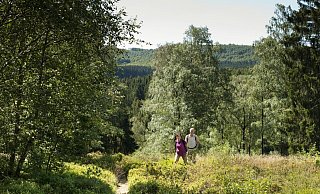 Der Wanderweg Blaubeerroute bietet besonders im Sommer ein faszinierendes Naturerlebnis nahe der Externsteine. - Teutoburger-Wald-Tourismus, Andreas Hub Der Wanderweg Blaubeerroute bietet besonders im Sommer ein faszinierendes Naturerlebnis nahe der Externsteine. - Teutoburger-Wald-Tourismus, Andreas Hub