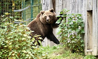 Jojo braucht ein wenig, um aus dem Bärenhaus herauszukommen - sie geht dann eine Runde spazieren. - Peter Unger Jojo braucht ein wenig, um aus dem Bärenhaus herauszukommen - sie geht dann eine Runde spazieren. - Peter Unger