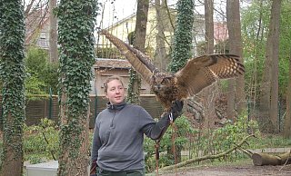 Die junge Eule ist auf dem Arm von Falknerin Laura Dodt gelandet. - Ingrun Waschneck Die junge Eule ist auf dem Arm von Falknerin Laura Dodt gelandet. - Ingrun Waschneck
