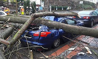 Umgekippte Ahornbäume hatten im Februar 2020 auf der Brunnestraße in Bad Driburg fünf Autos schwer beschädigt. - Archivbild: Burkhard Battran Umgekippte Ahornbäume hatten im Februar 2020 auf der Brunnestraße in Bad Driburg fünf Autos schwer beschädigt. - Archivbild: Burkhard Battran